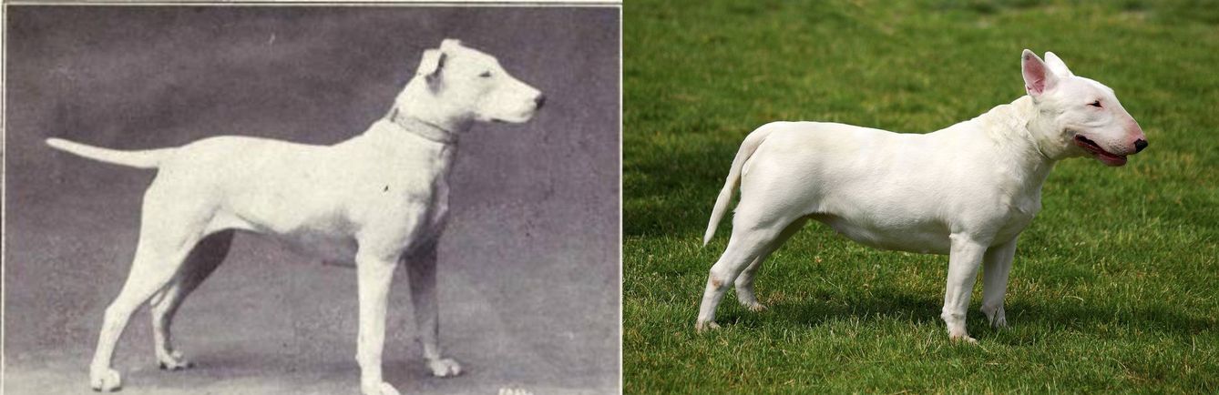 Bull terrier en 1915 y en 2015.