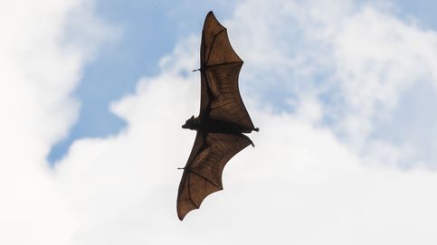 La gran (y desconocida) habilidad de los murciélagos para cazar insectos 