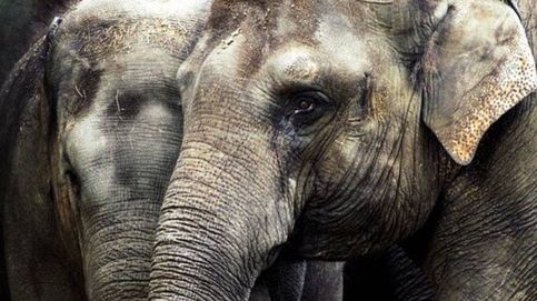 Una bebé elefante defiende a su madre de unos veterinarios 