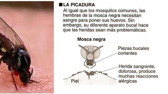 Así afecta la plaga de mosca negra graves problemas y agricultores en urgencias