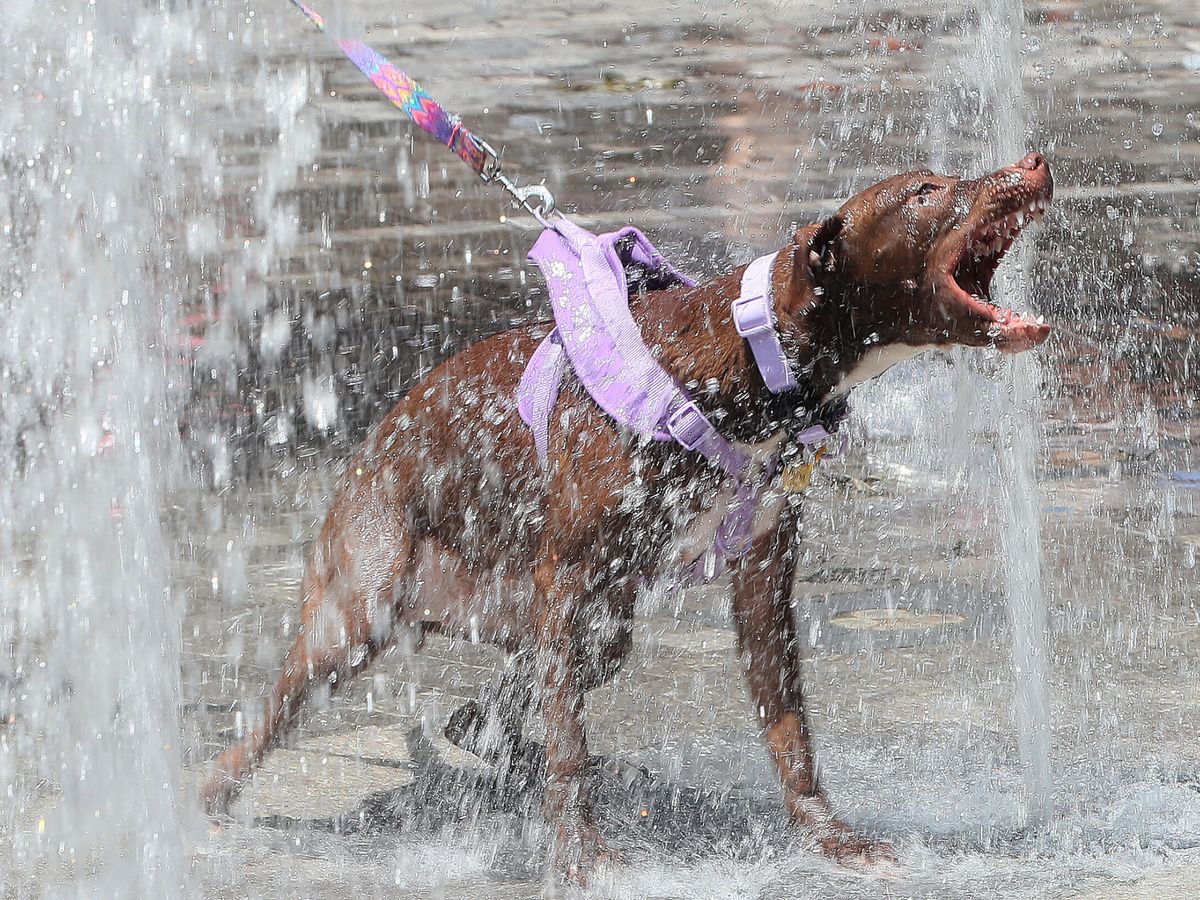Foto: Soy veterinario y así es como cuido la salud de mi perro con el calor del verano (EFE/ Mario Guzmán)