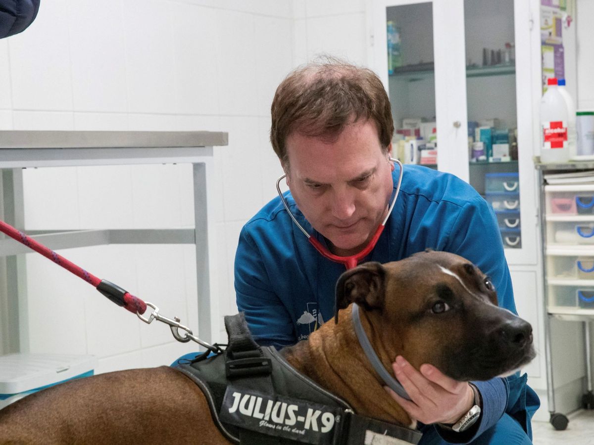 Foto: Un veterinario atiende a un perro en su consulta. (EFE)