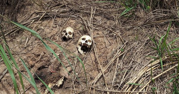 Foto: Cráneos humanos de presumibles miembros de la milicia Kamuina Nsapu, presumiblemente ejecutados por el ejército congoleño, el 12 de marzo de 2017. (Reuters)
