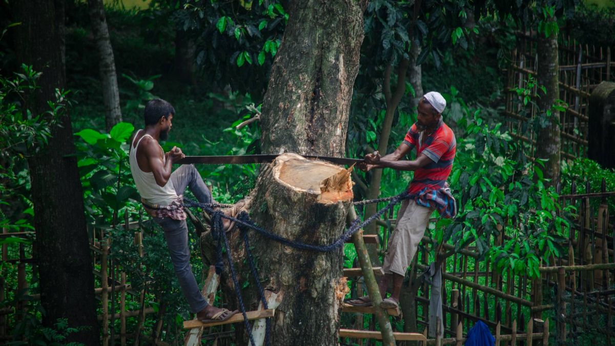 Los pueblos indígenas con un móvil podrían reducir un 20% la deforestación mundial