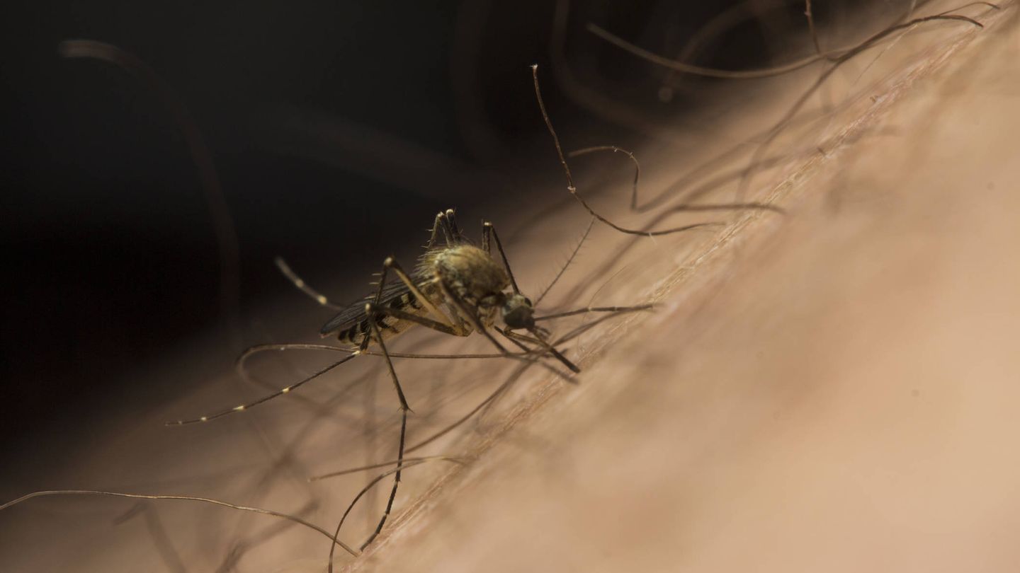 El mosquito 'Aedes japonicus' puede transmitir el virus del Nilo Occidental (iStock)
