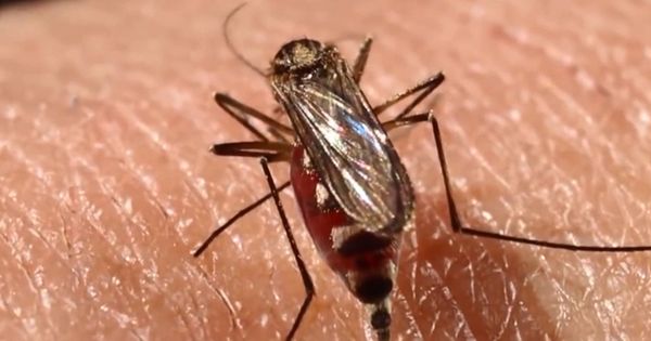 Foto: Una muestra del Aedes Aegypti, transmisor de graves enfermedades. (EFE)
