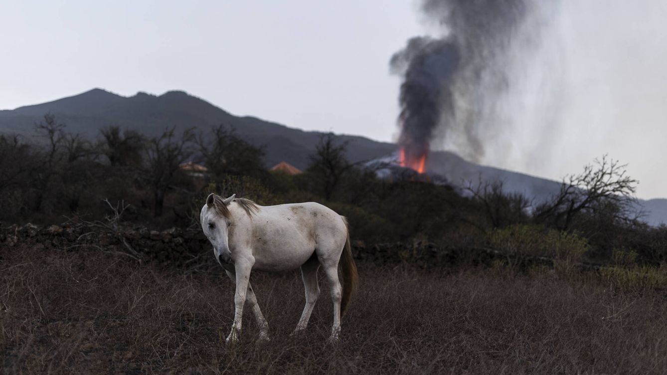 Foto: Un caballo en el pueblo de Tacande, La Palma, el 1 de octubre. (Alejandro Martínez Vélez)