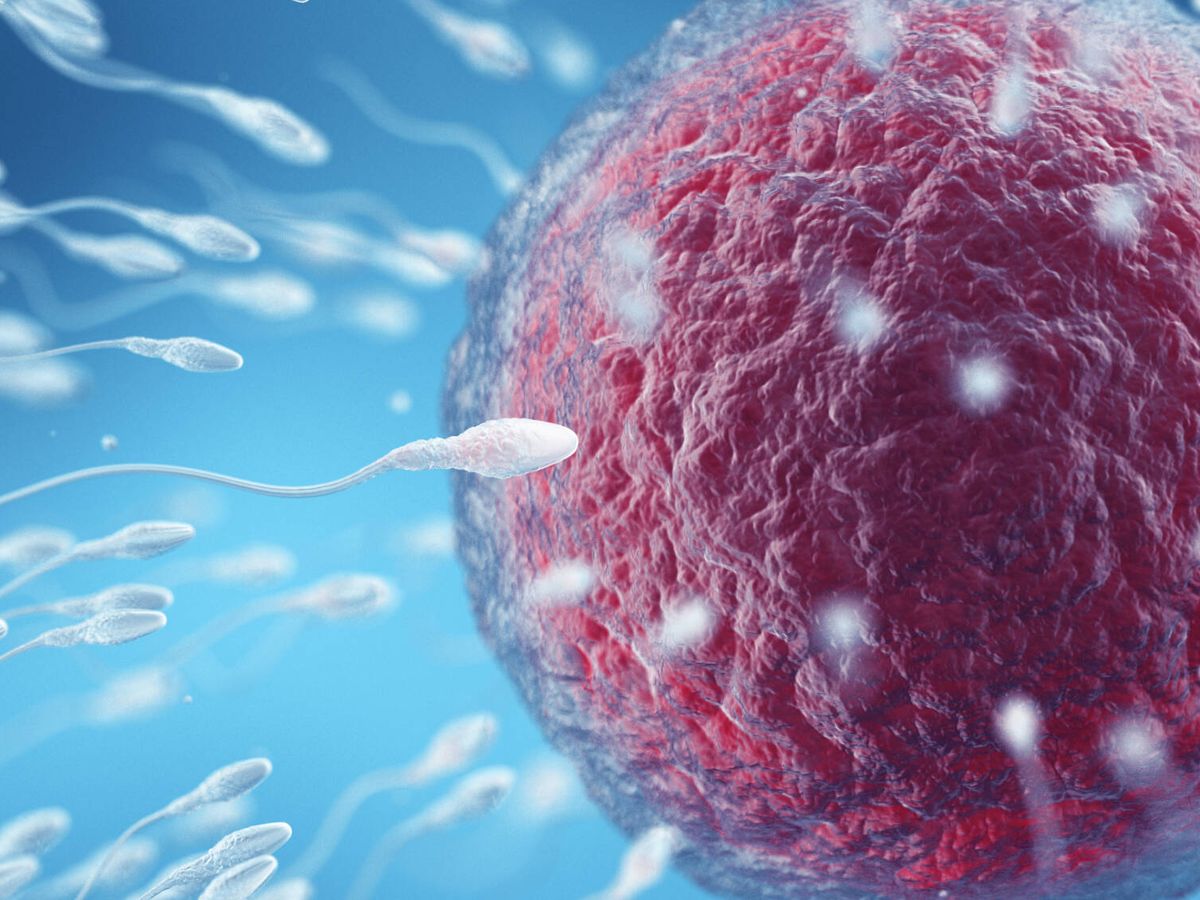 Foto: La calidad del esperma se ha visto reducida a la mitad en los últimos 50 años. (iStock)
