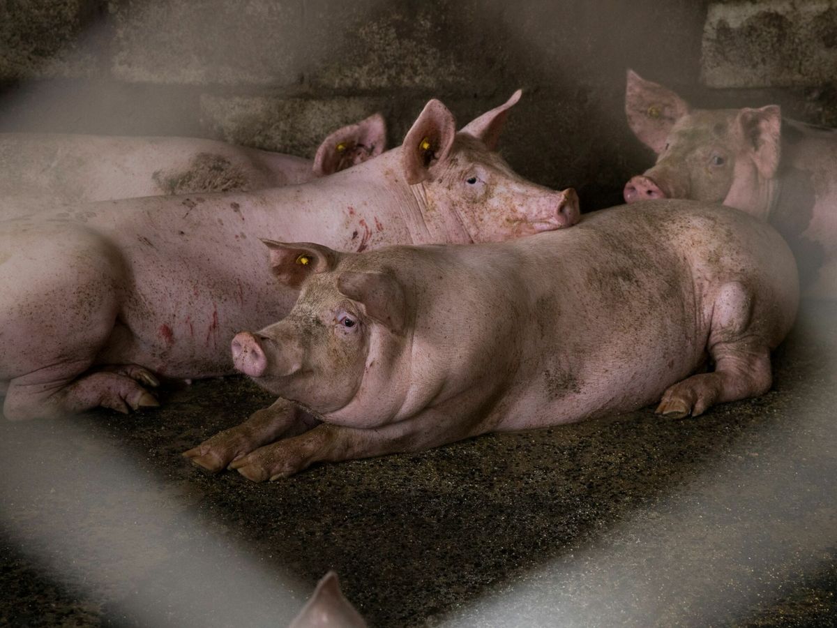 Foto: Una granja de cerdos, en una imagen de archivo. (EFE/Orlando Barría)