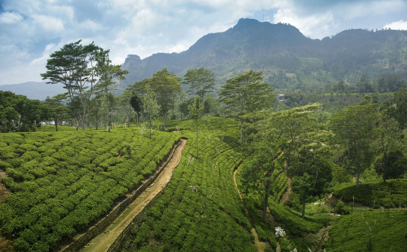 Una plantación de té. (iStock)