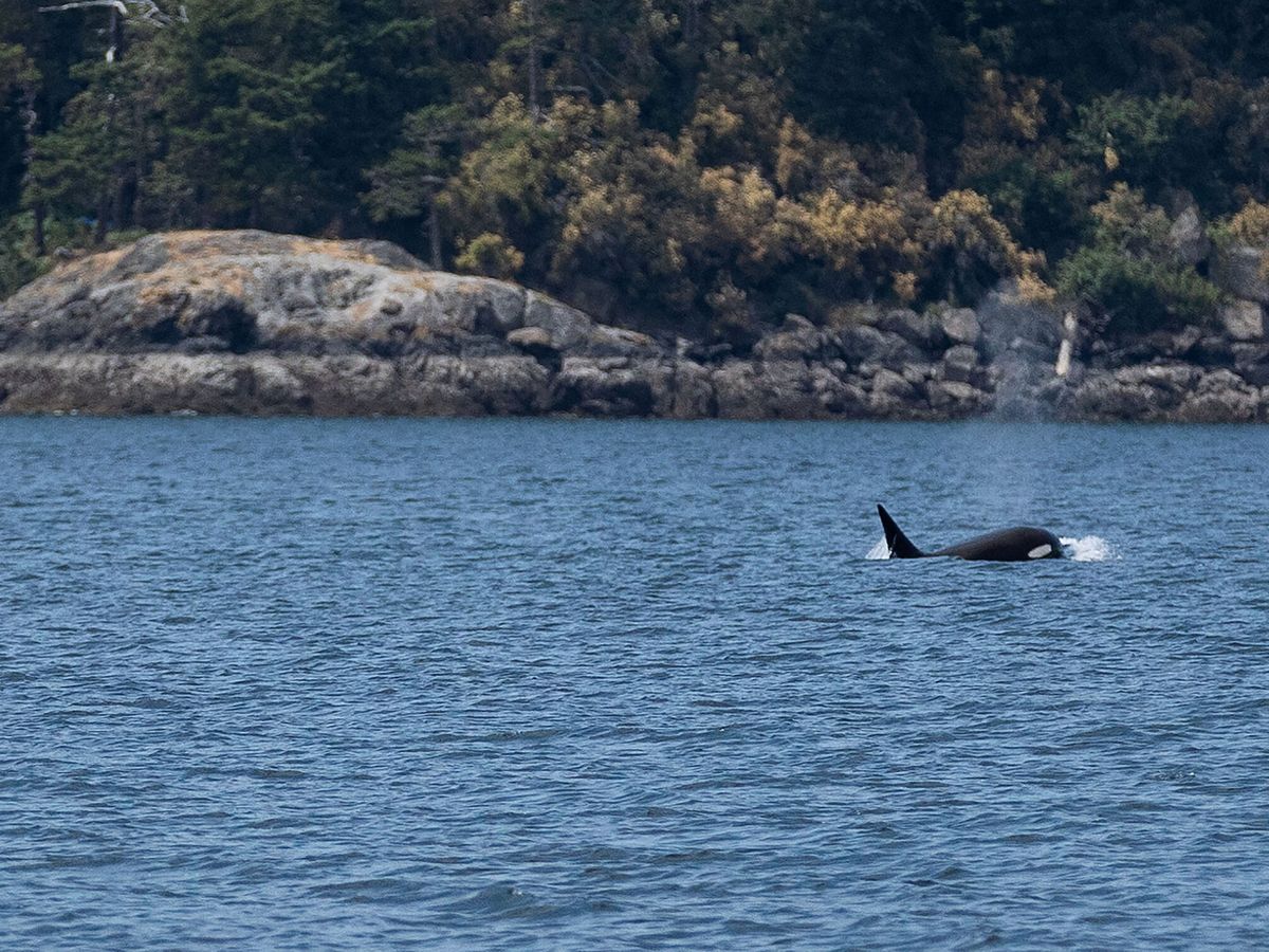 Foto: Una orca en la naturaleza. (Reuters/Matt Mills)