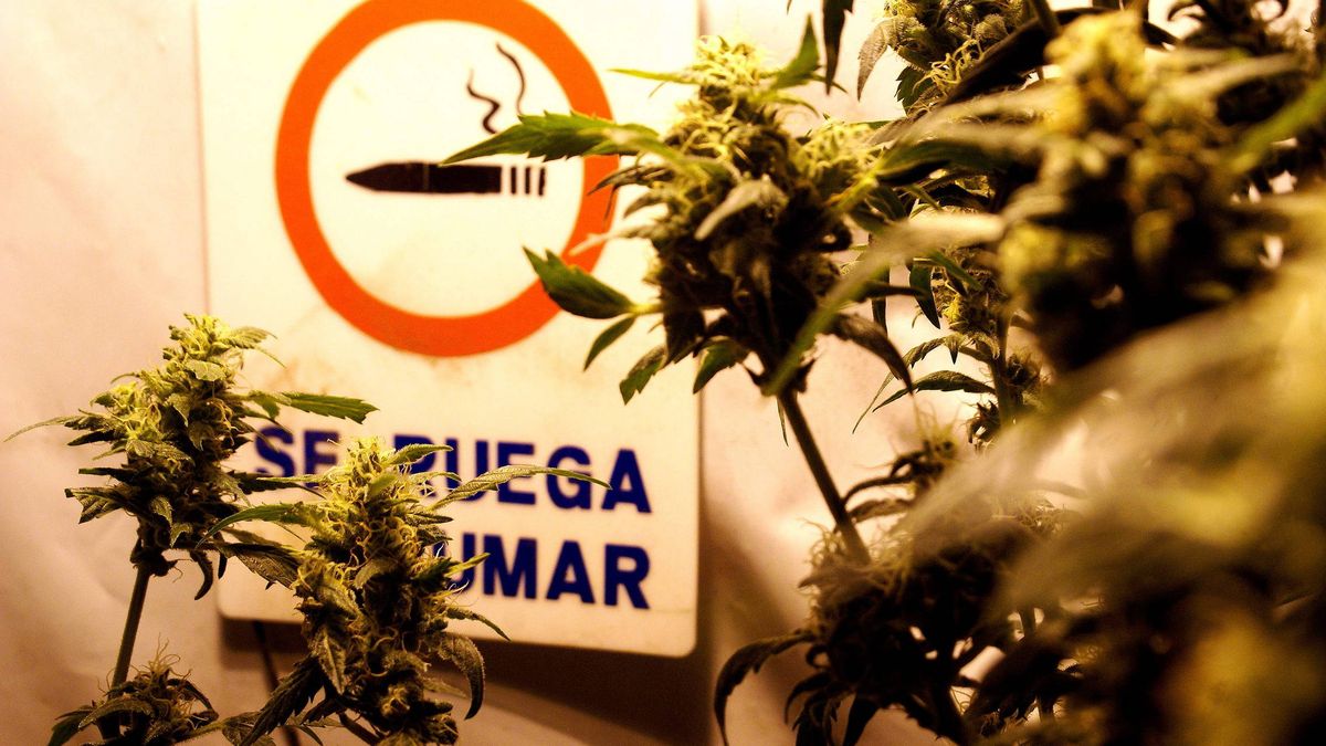 Contra los cárteles de la droga: legalización