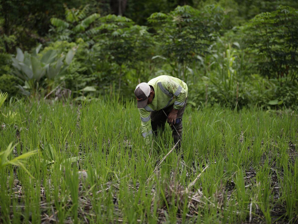 Foto: Un hombre trabaja en una parcela de arroz. (EFE/Bienvenido Velasco)