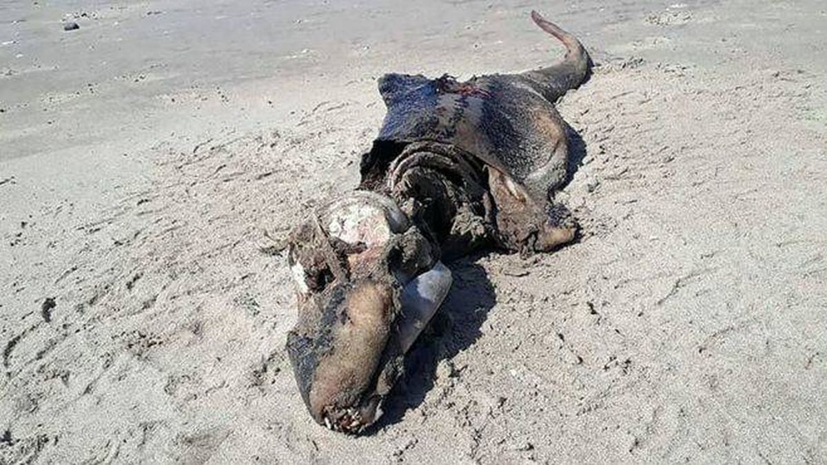 ¿Qué es este animal? Un esqueleto aparece en una playa de Gales y nadie sabe su origen