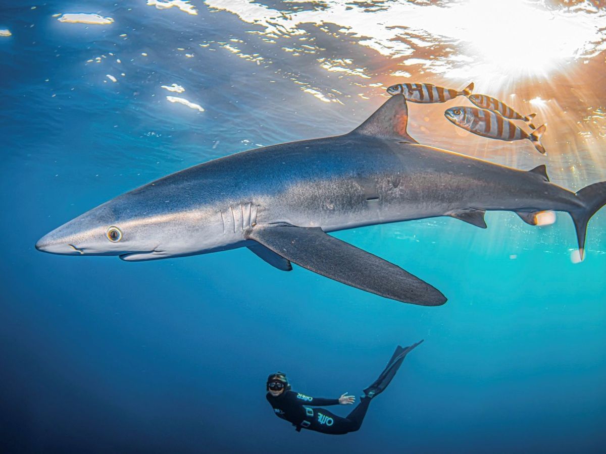 Foto: El tiburón azul o tintorera es una de las especies amenazadas. (EFE)