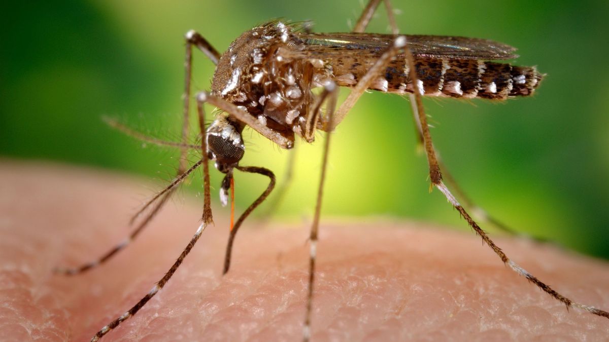 Sanidad avisa del riesgo 'moderado' de que aparezcan casos de dengue en Ibiza