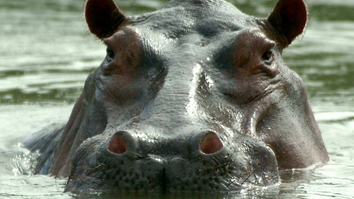 Recolocar a los "hipopótamos de la droga" de Pablo Escobar costará más de 3 millones