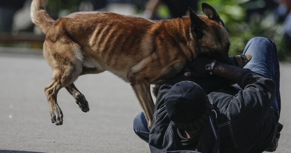 Foto: Un perro policía ataca a un hombre como parte de una demostración durante el día de celebración de la Policía, marzo de 2017 (EFE)