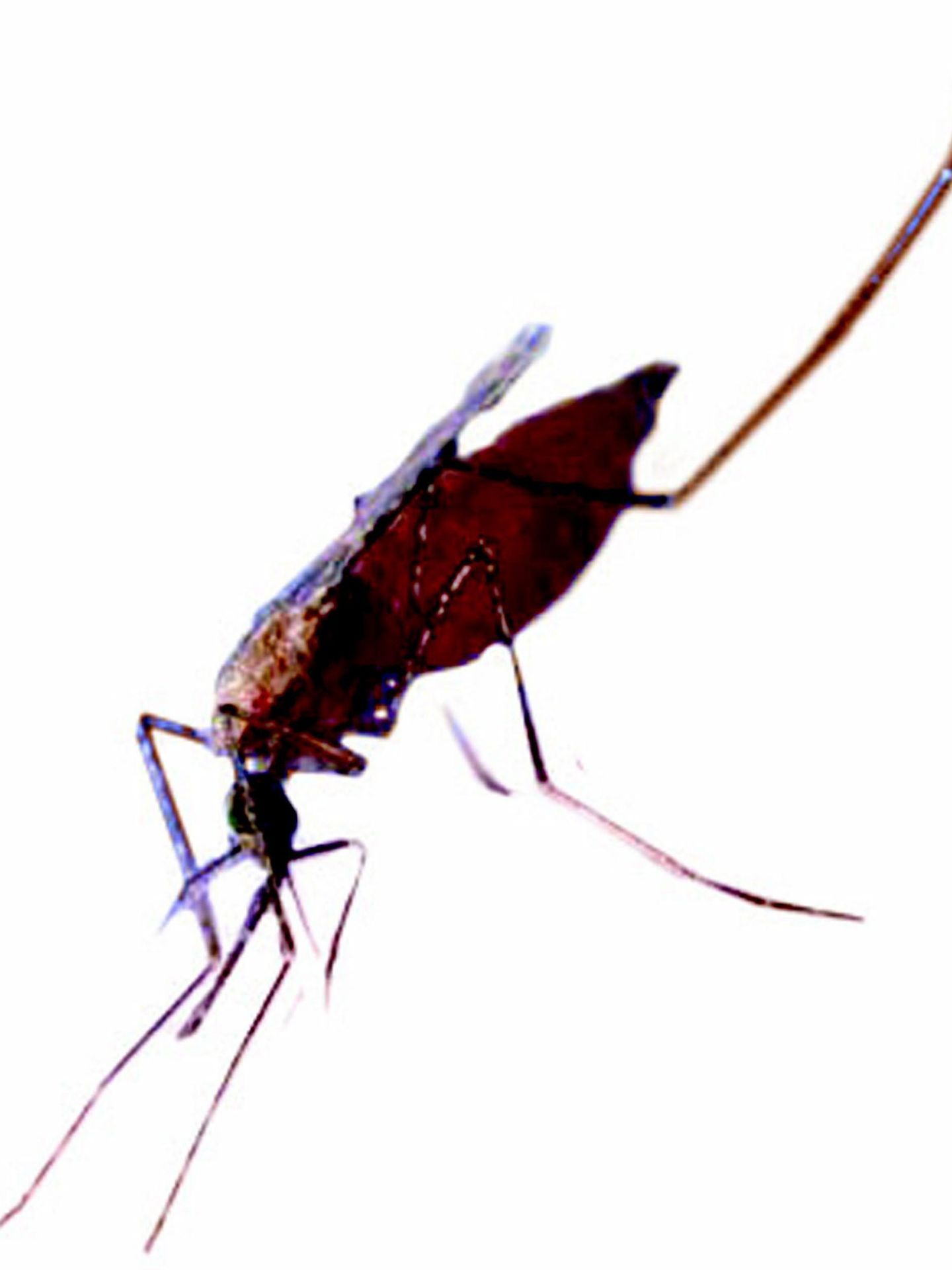 El mosquito responsable del contagio de la malaria (EFE/GlaxoSmithKline)