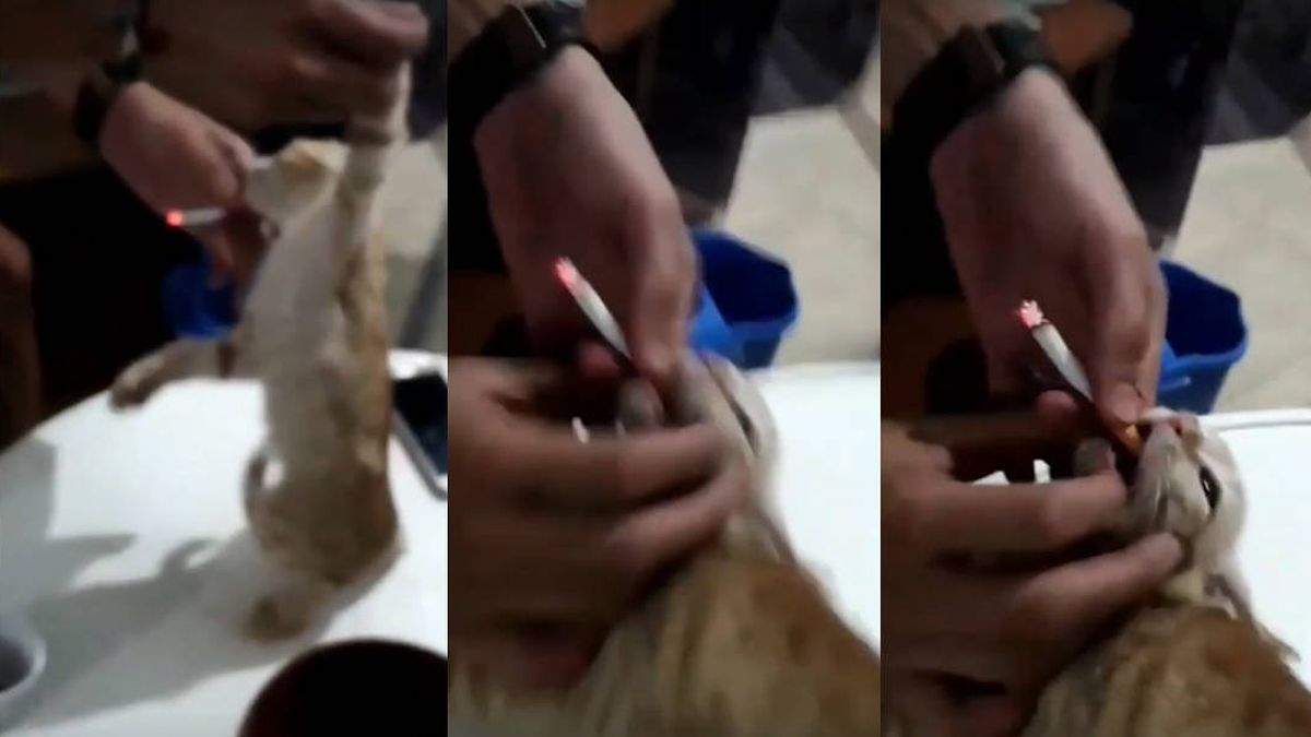 Dos investigados por difundir un vídeo en el que obligaban a fumar a unos gatos