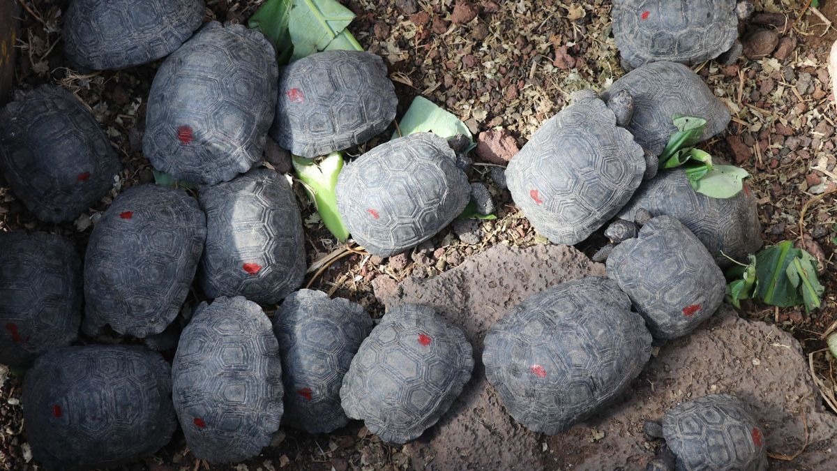 Hallan 185 crías de tortuga en una maleta en el aeropuerto de las Islas Galápagos