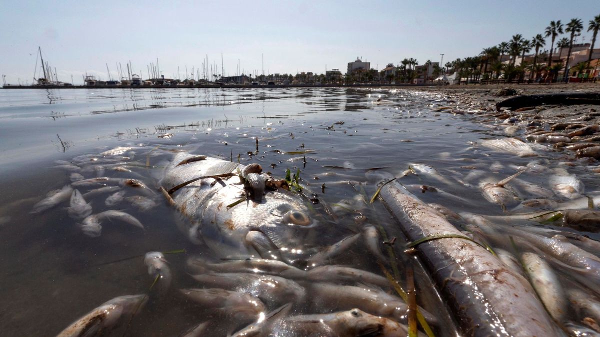 Miles de peces aparecen muertos en el Mar Menor y la Fiscalía investiga las causas