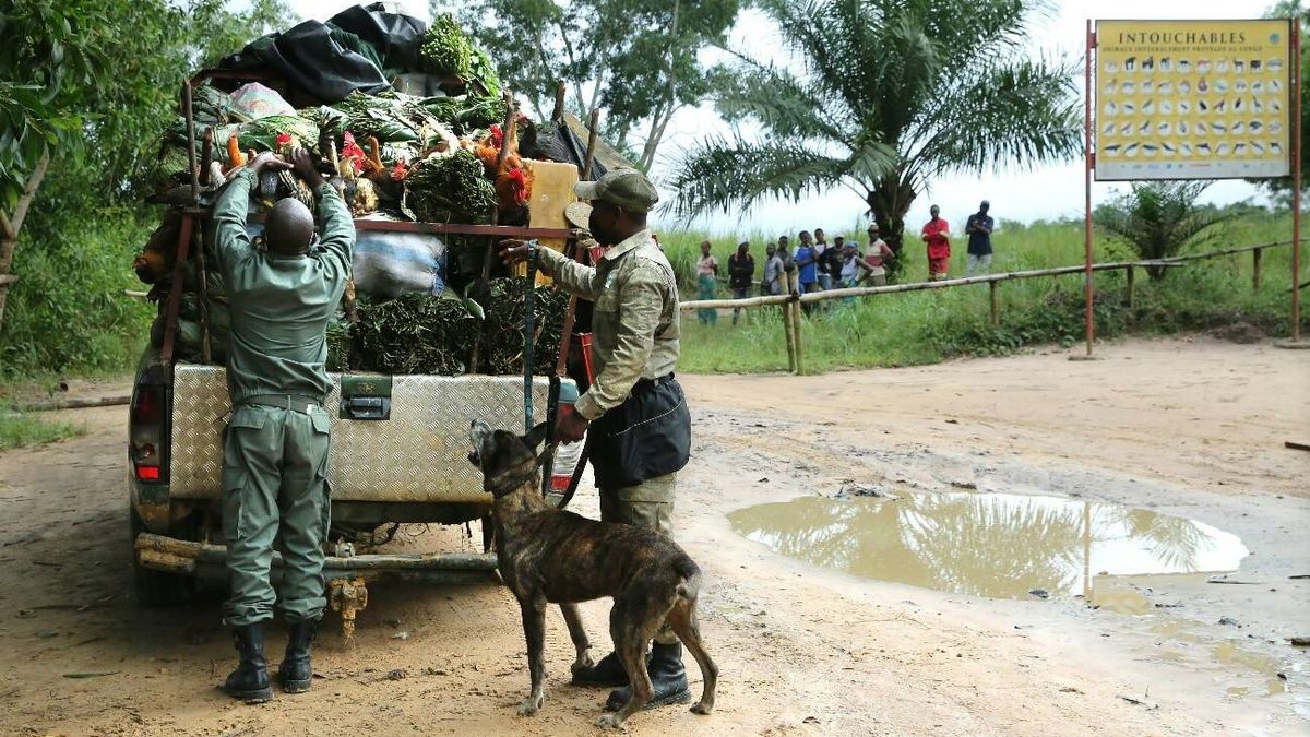 Una perra busca hogar para su jubilación en España tras combatir el tráfico de animales en el Congo