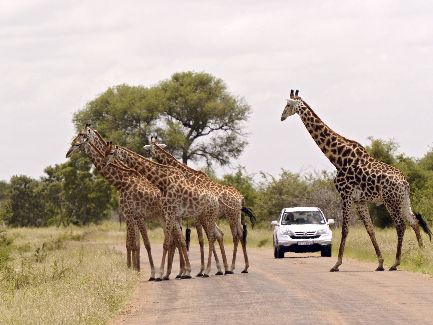 El safari en Sudáfrica es obligado. En la foto, el Parque Kruger.