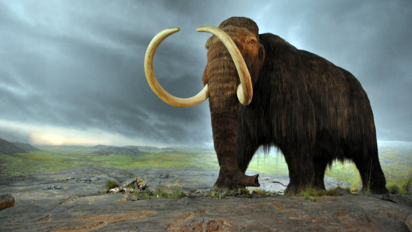 Recreación artística del mamut lanudo. 
