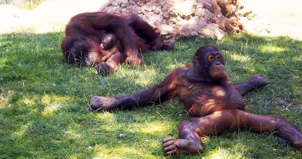 Foto: El zoo de Madrid fue escenario, por primera vez, del nacimiento de un orangután de Borneo en 2010 (EFE)