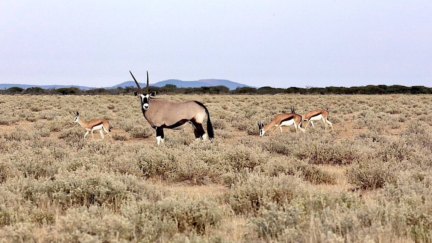 Gacelas saltarinas junto a un oryx, mucho mayor que ellas. (Andoni Canela)