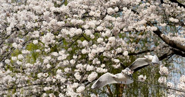 Foto: La "sakura" o floración de los cerezos lleva miles de turistas cada año a Japón (EFE/Franck Robichon)