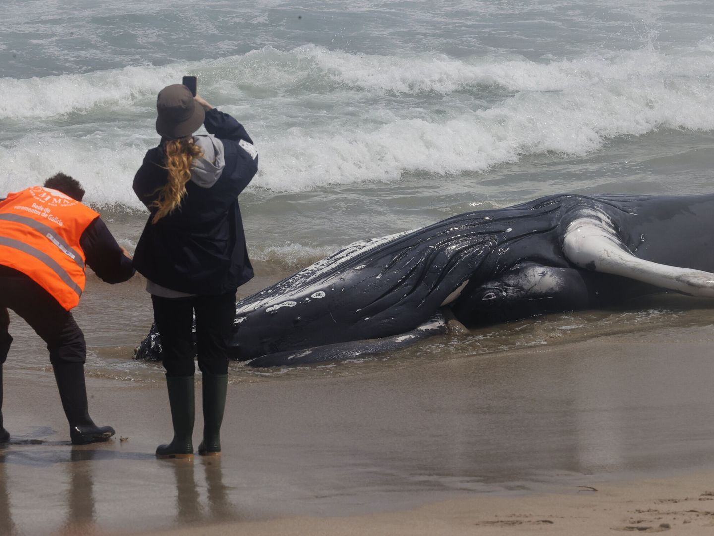 Vista de la ballena jorobada, una especie que raras veces se avista por las costas de Galicia. (EFE/Kiko Delgado)