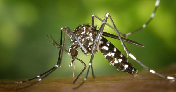 Foto: Un ejemplar de mosquito tigre. (Pixabay)