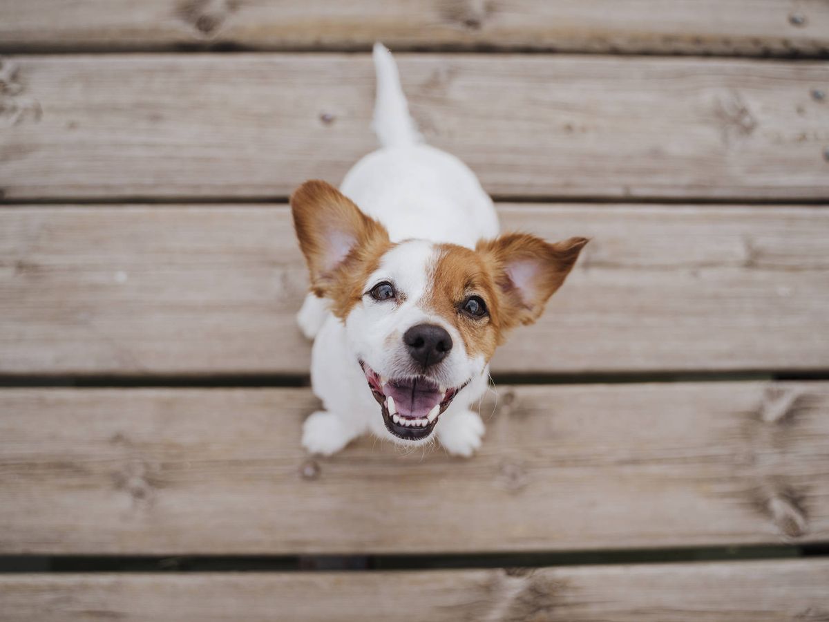 Foto: Un perro mira sonriente a su dueño. (iStock)