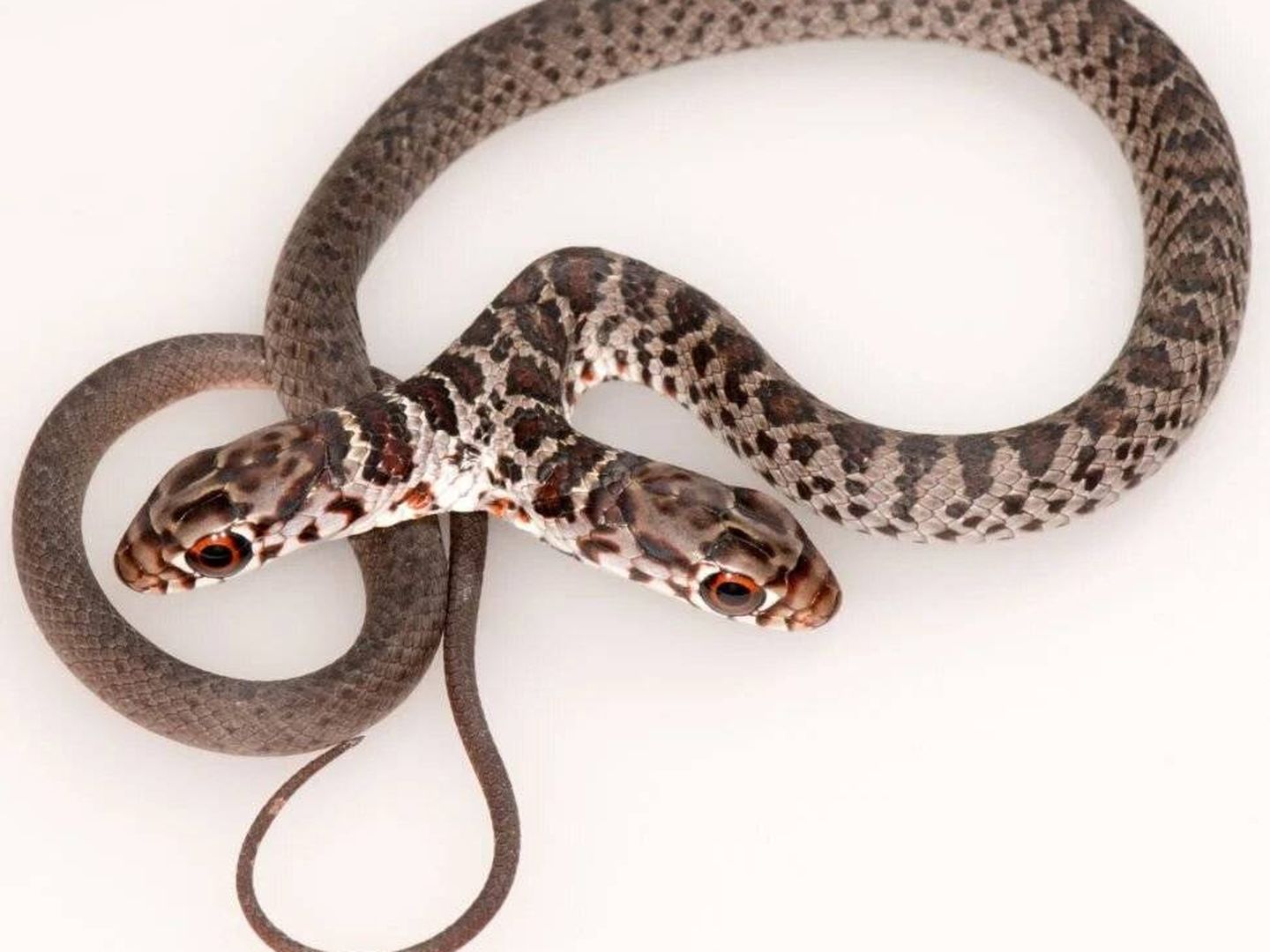 Una serpiente de dos cabezas no es tan extraño como parece. Foto: Comisión de Conservación de Pesca y Vida Silvestre de Florida 