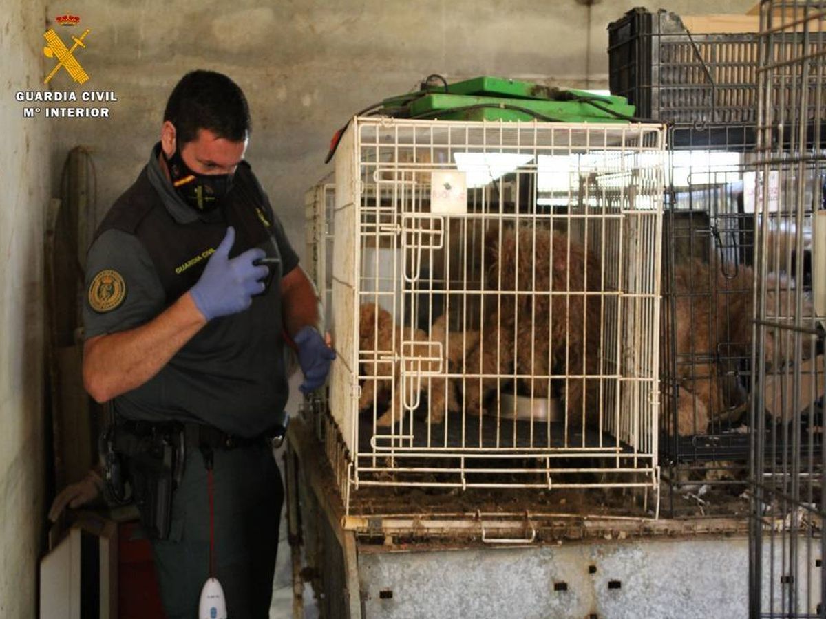 Foto: El SEPRONA encuentra en una finca de Maella 544 perros en unas condiciones deplorables (EP)