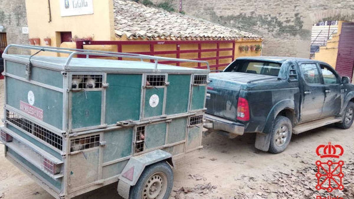 Denunciado un cazador por llevar 23 perros hacinados y conducir bajo efectos de drogas
