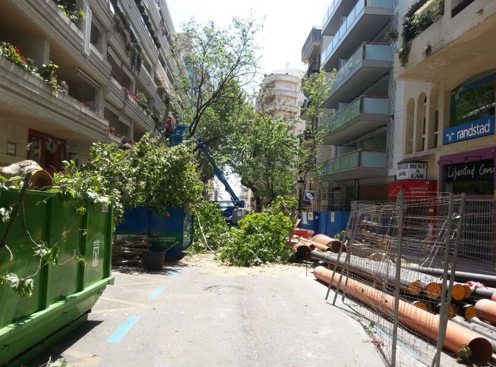 Imagen de la tala de árboles en una calle adyacente al parking (Vanitatis)