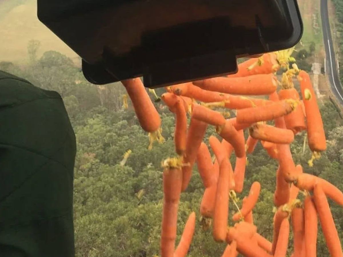 Foto: Lanzamiento de zanahorias  para los animales en Australia. Foto: Twitter