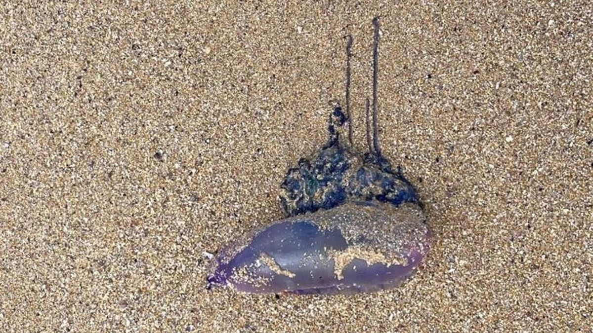 Los socorristas de Ferrol (A Coruña) alertan de la presencia de medusas velero en varios arenales de la ciudad