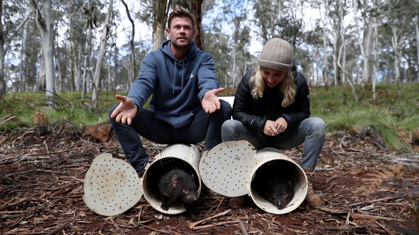 Chris Hemsworth y Elsa Pataky ayudan a la liberación de demonios de Tasmania. Foto: Aussie Ark Handout via REUTERS 