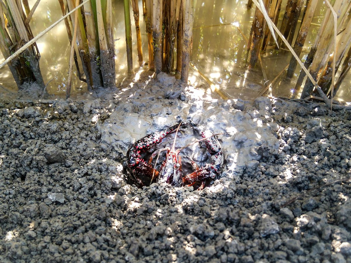 Foto: Cangrejo rojo en un arrozal. (Foto: CSIC/Fran Oficialdegui)