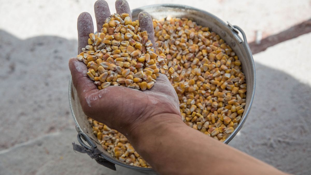 El precio del maíz cae tras su mayor racha alcista desde la guerra al salir un barco de Odesa