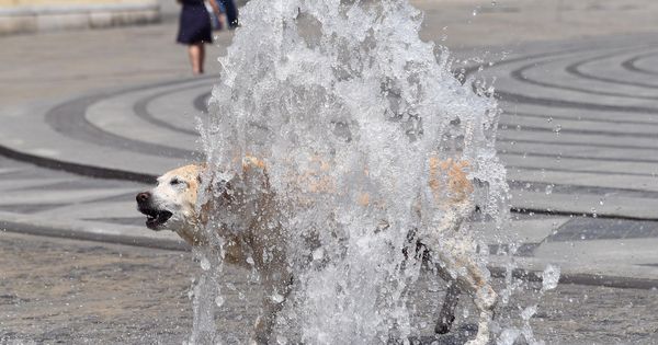 Foto: Un perro se refresca en una fuente. (EFE)
