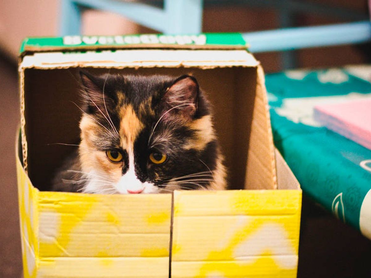 Foto: Una simple caja de cartón es el regalo ideal para cualquier gato (Foto: Pixabay)
