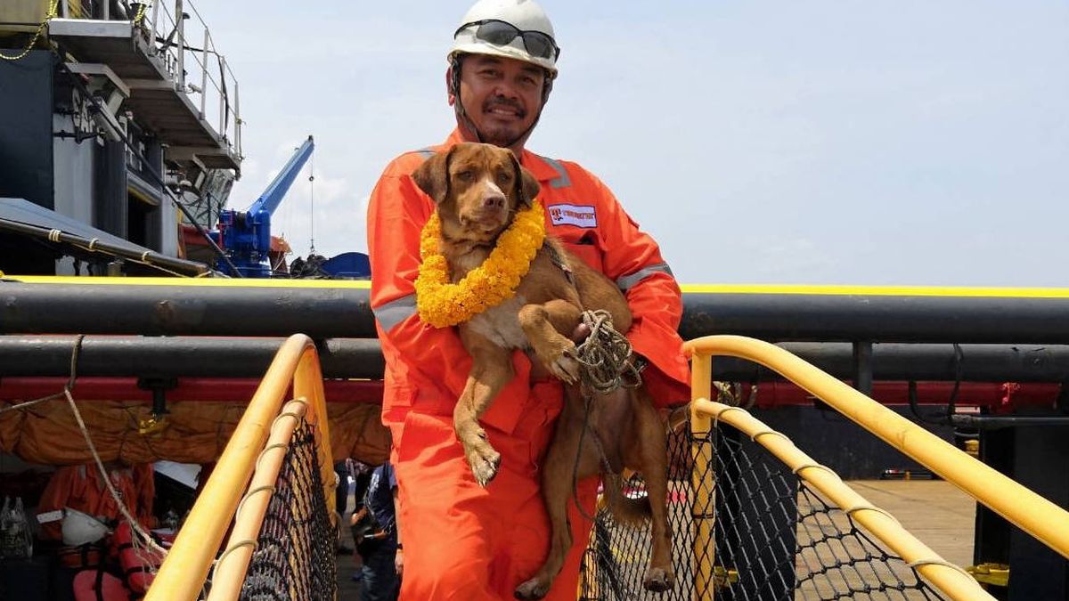 Rescatan a una perra a 200 kilómetros de la costa: nadie sabe cómo llegó hasta allí