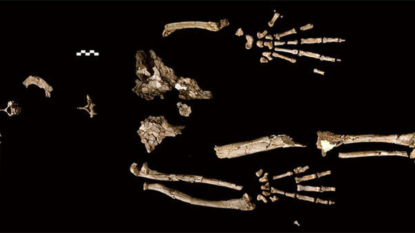 Restos óseos de Ardi, hasta ahora, el principal candidato para ser el ancestro común (Science)