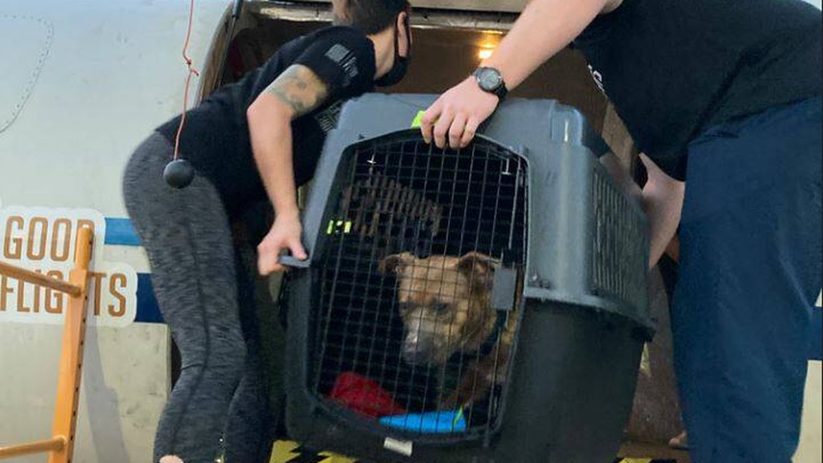 Un avión lleva de Luisiana a California a 60 perros y gatos para salvarlos del huracán Ida