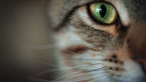 Cómo ve el mundo tu gato: su sistema visual no se parece al tuyo
